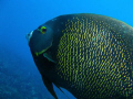   French Angelfish Pomacanthus paru Shot Barreirinha Pirangi do Sul Natal RN Brasil. Beautiful big fish very pleasant look at. Brasil at  